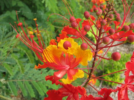 Plant This Pride Of Barbados Digging