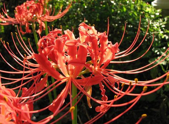 Plant This: Spider lily