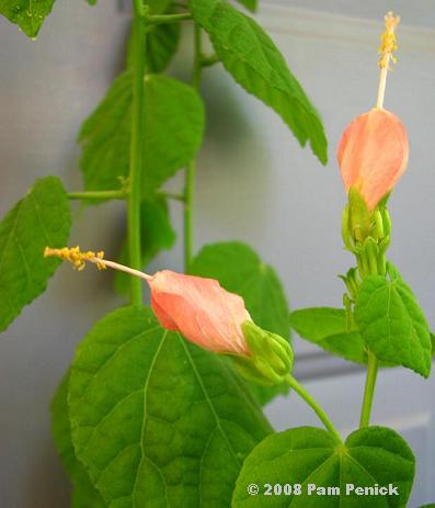 Plant This: Pam's Pink Turk's cap, a mini-me plant