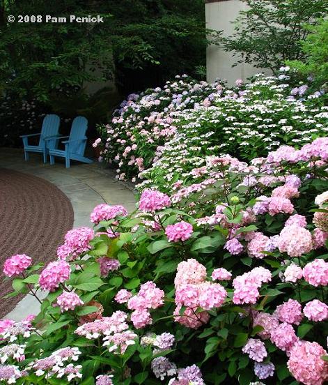 A visit to Chanticleer: Hydrangeas & House Garden