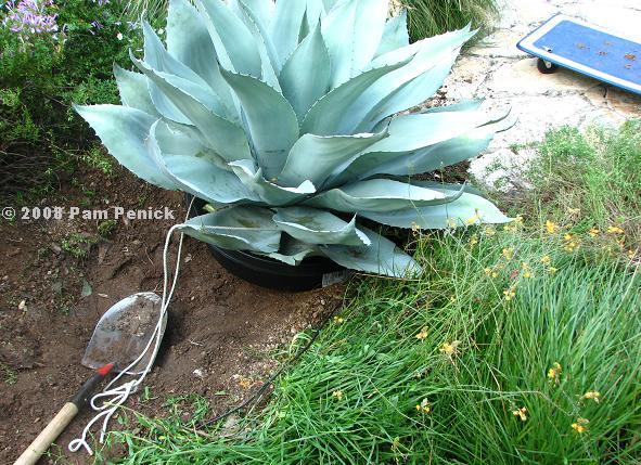 Transplanting a big agave: do you dare?