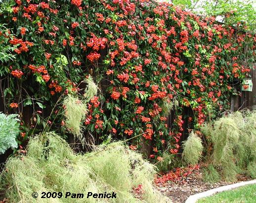 Plant This: Orange crush! Crazy for crossvine