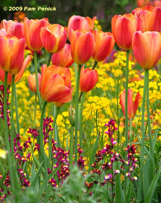 Chicago Botanic Garden wows Spring Flingers