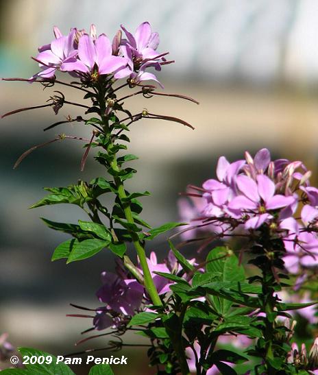 Plant This: Senorita Rosalita cleome thrives in the heat