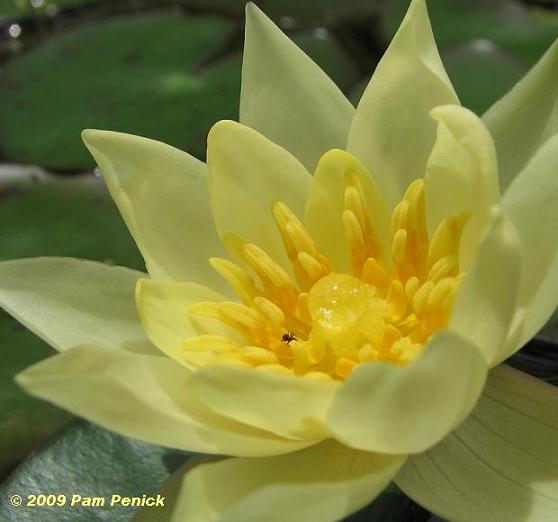 Plant This: 'Helvola' dwarf water lily