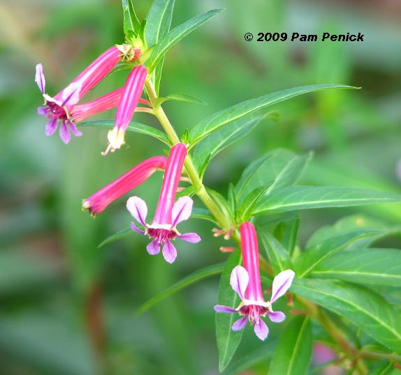 Plant This: Twinkle Pink cuphea