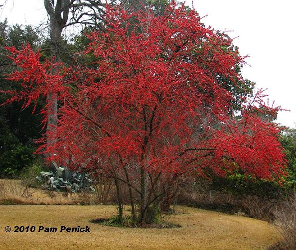 Plant This: Possumhaw holly adds fire to winter landscape