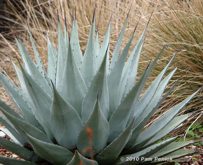 Agave love at Austin's Wildflower Center
