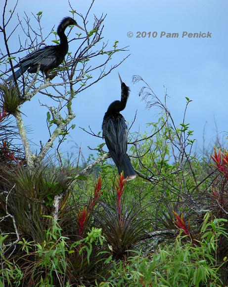 Everglades National Park: A beautiful, mysterious waterworld