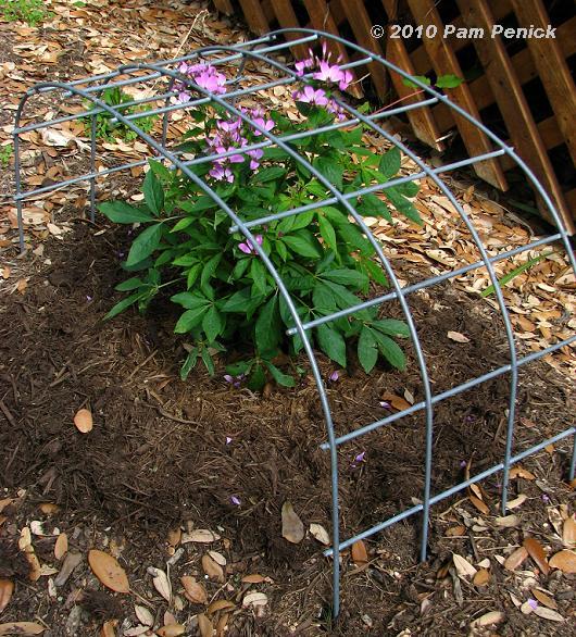 Make a plant support out of cattle panel wire