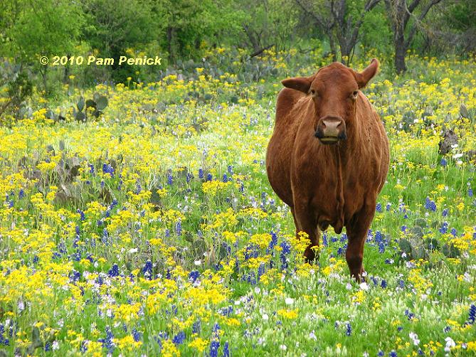 Wildflower safari in the Texas Hill Country