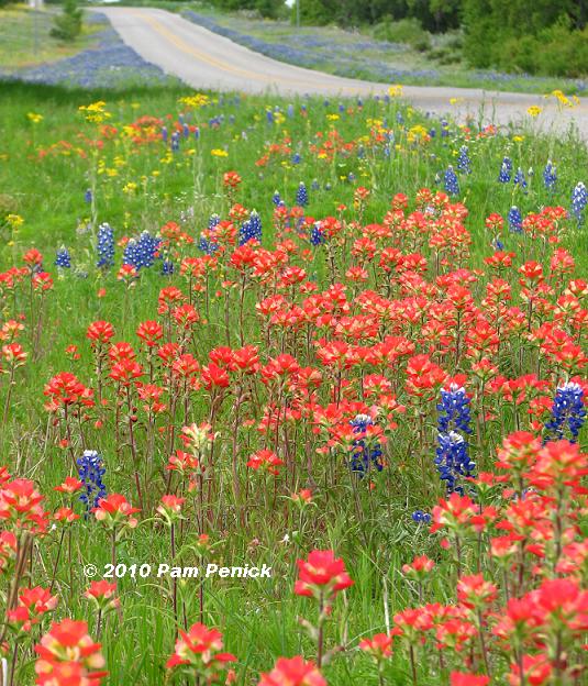 Texas wildflower Bloom Day