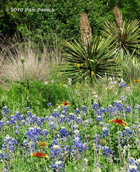 This place I love so much: Lady Bird Johnson Wildflower Center