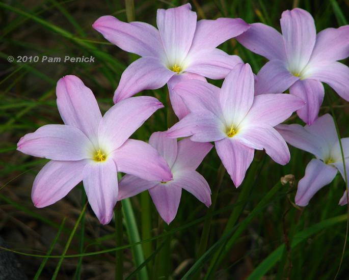 Plant This: Sweet pink rain lilies