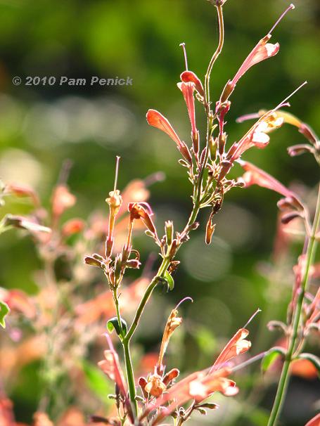 Plant This: Agastache attracts hummingbirds & light
