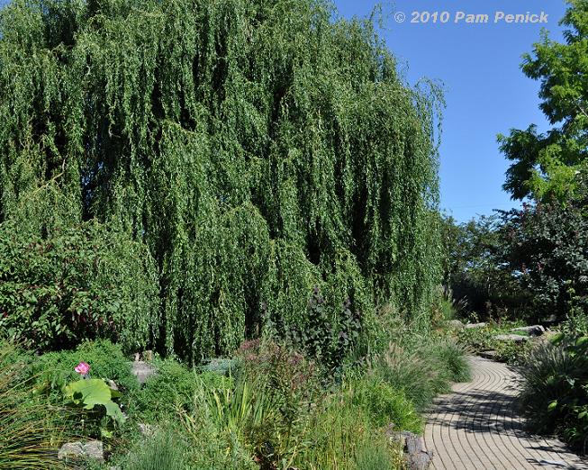 Curly willow hideaway at Olbrich Botanical Gardens