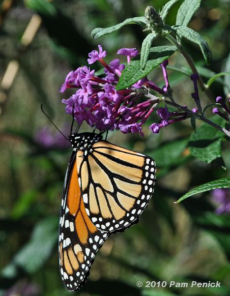 Monday morning butterflies: Olbrich Botanical Gardens