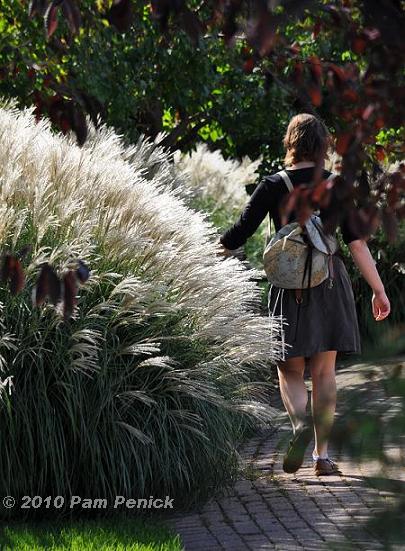 Fall grasses at Olbrich Botanical Gardens