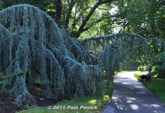 Visit to Biltmore House: Shrub Garden & Frederick Law Olmsted's trees