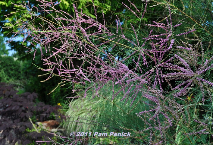 Visit to Plant Delights Nursery and Juniper Level Botanic Garden: Hardy tropicals & pond gardens