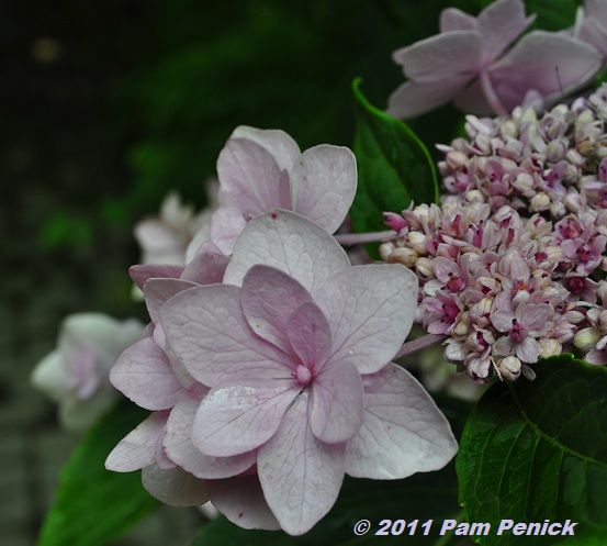 Visit to Plant Delights Nursery and Juniper Level Botanic Garden: Shade & bog gardens