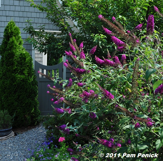 Deer-resistant cottage garden of Freda Cameron