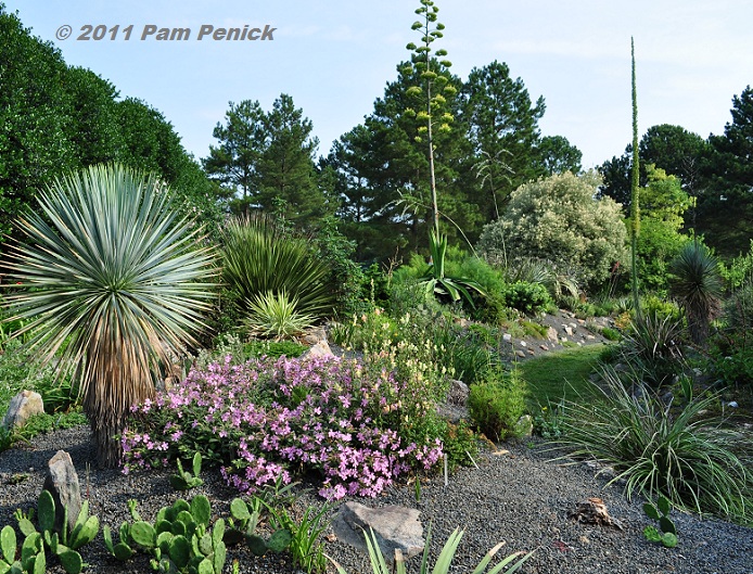 Visit to Plant Delights Nursery and Juniper Level Botanic Garden: Southwestern garden & agave collection