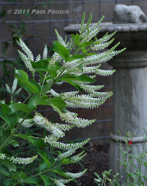 Plant This: Sweet almond verbena