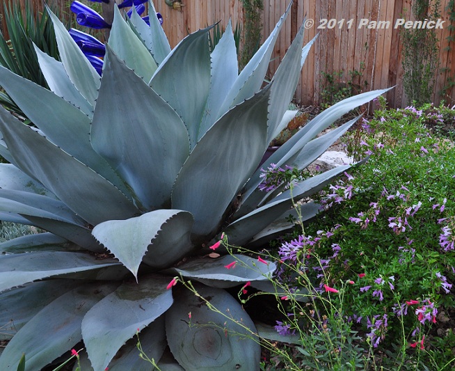 Plant This: Whale's Tongue agave