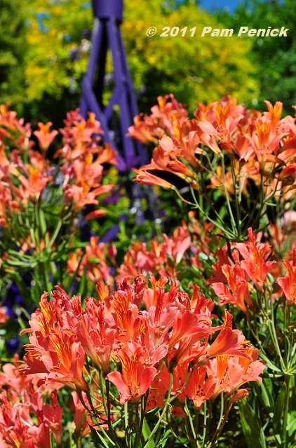 Color-rich Farley Garden at Seattle Garden Bloggers Fling