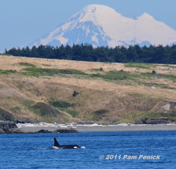 Vancouver orca-watching expedition with killer whale views