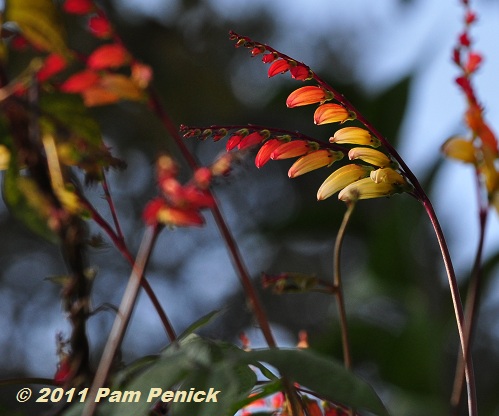 Plant This: Spanish flag, aka exotic love vine