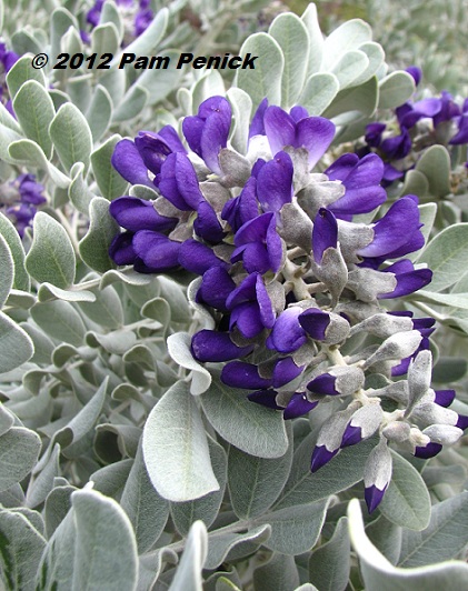 Plant This: Silver Peso Texas mountain laurel shines in spring