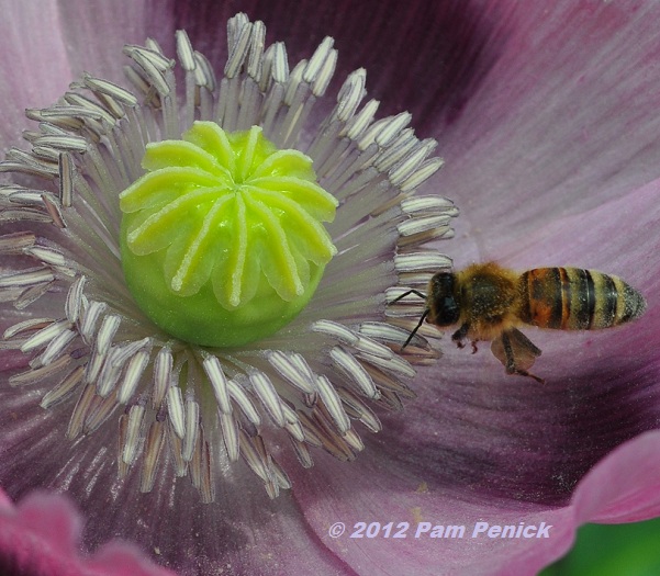 Bee-utiful community and food gardens at Asheville Fling