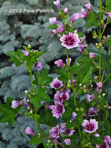 White Gate Inn's charming garden and goodbye Asheville Fling!