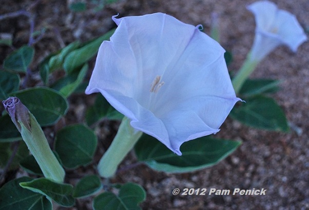 Plant This: Datura shuns the day, shines at dusk
