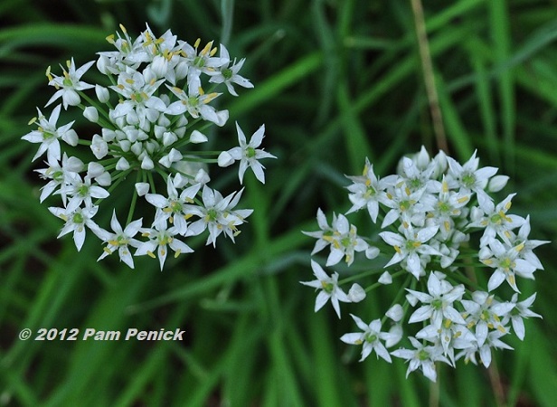 Plant This: Garlic chives