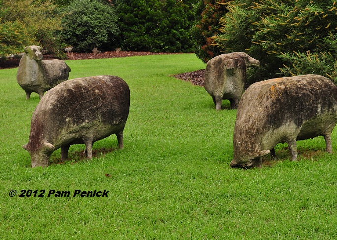 Oreo cows, goats & gardens at Fearrington Village, Pittsboro, NC