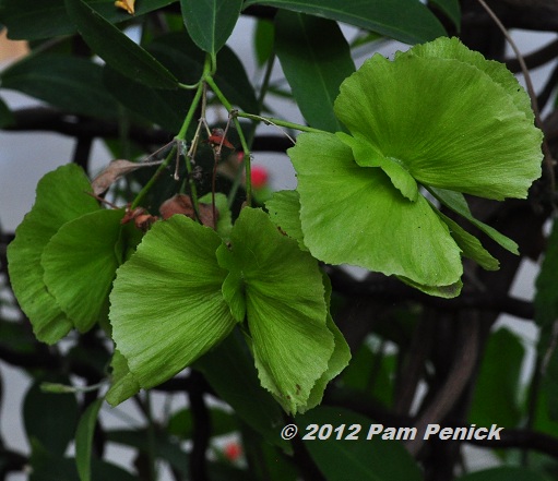 Plant This: Butterfly vine
