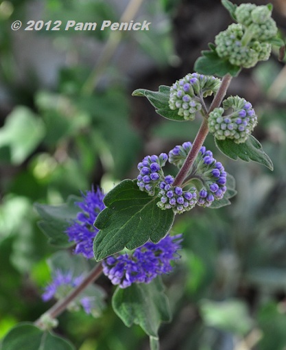 Plant This: 'Dark Knight' caryopteris