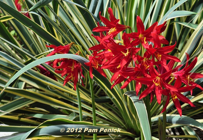 Plant This: Awash in blazing red oxblood lilies