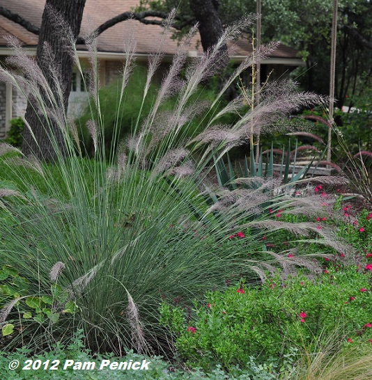 Plant This: Pink Flamingos muhly grass
