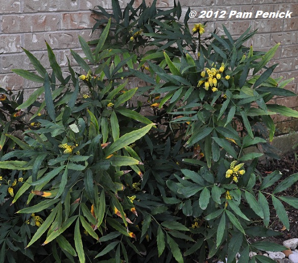 Plant This: Chinese mahonia for Foliage Follow-Up