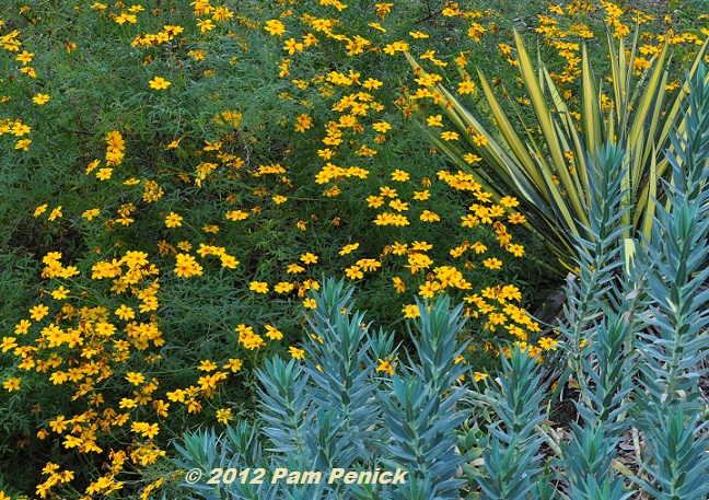 Plant This: Copper canyon daisy