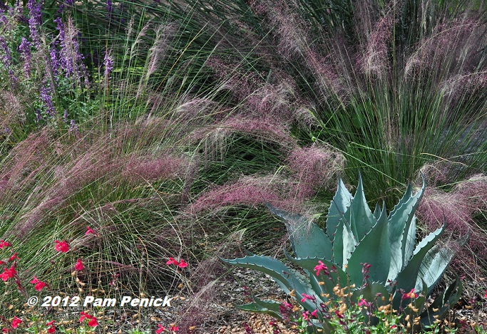 Plant This: Gulf muhly grass