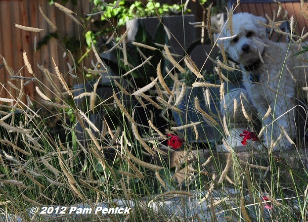 Plant This: Blonde Ambition grama