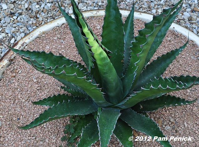 Plant This: Jaws agave bares its teeth -- Rawr!