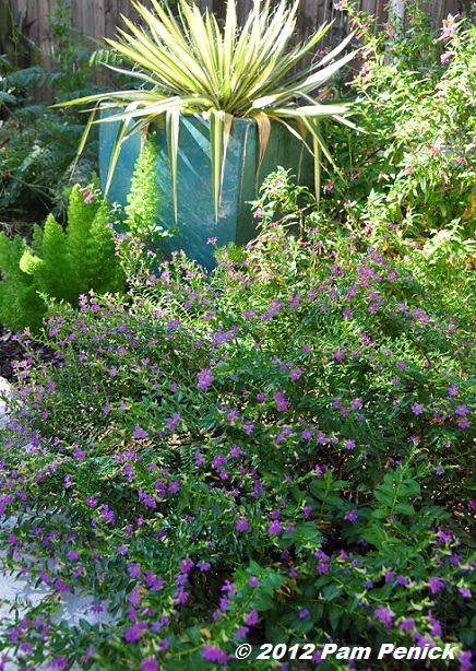 Plant This: Mexican heather