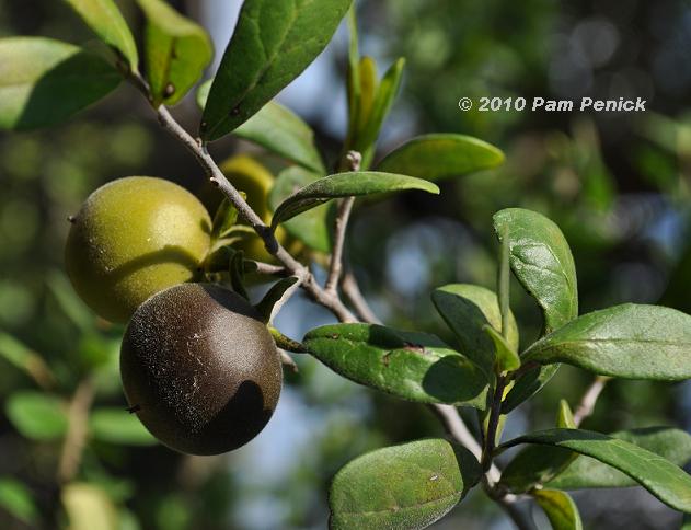 Plant This: Texas persimmon