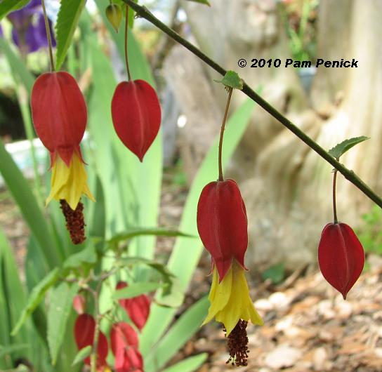 Plant This: Abutilon, or flowering maple